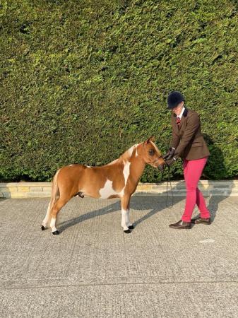Image 1 of BMHS Miniature coloured gelding