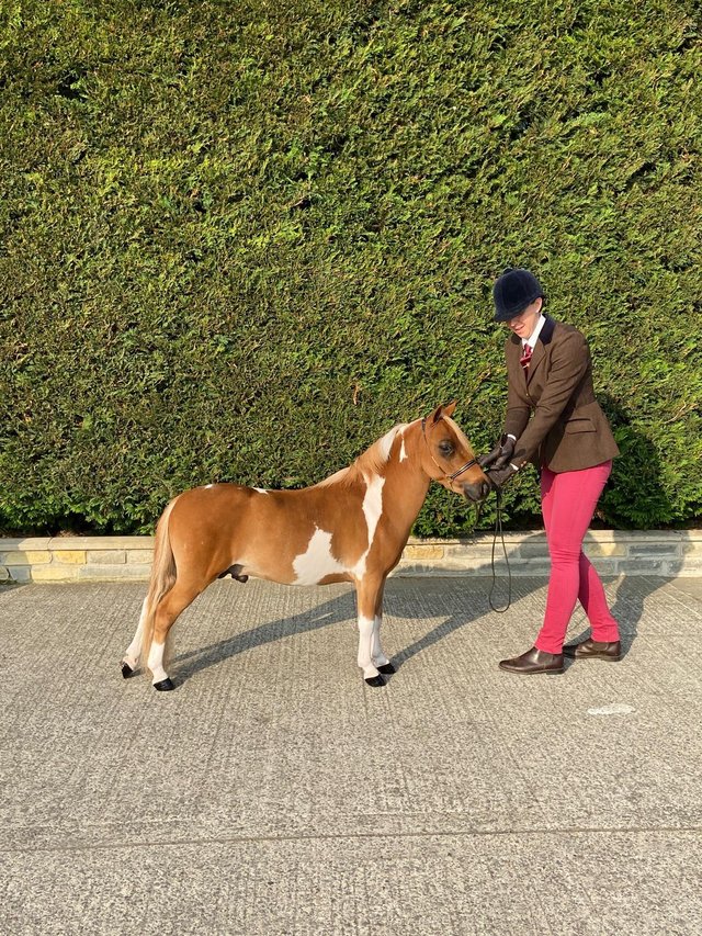 Preview of the first image of BMHS Miniature coloured gelding.