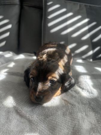 Image 11 of Dorkies ( dachshund/yorkshire terrier) ready now