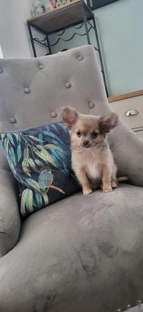 Image 12 of Male Longhaired Blue Sable Chihuahua pup