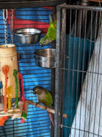 Image 5 of Green check conures for sale