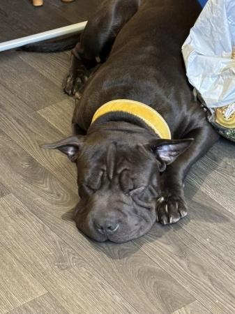 Image 4 of Young male shar pei cross cane corso