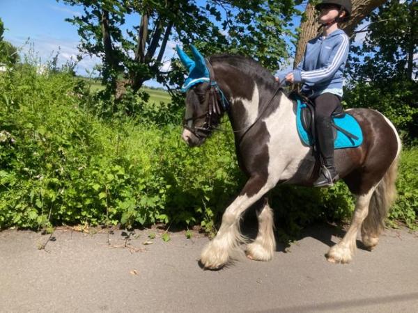 Image 6 of lovely 4 year old cob mare
