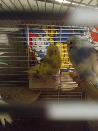 Image 1 of Budgies for sale liverpool