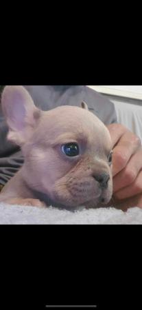 Image 7 of Fluffy carrier French Bulldog