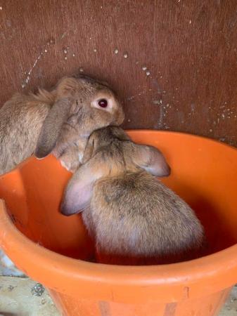 Image 2 of Male Dwarf Lop Rabbit for sale