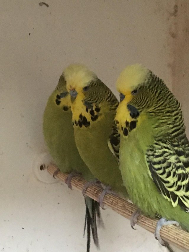 Preview of the first image of Adult Budgies for sale from £10.00 each.