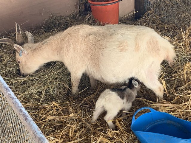 Preview of the first image of Pygmy Goat nannies withkids for sale from health tested herd.