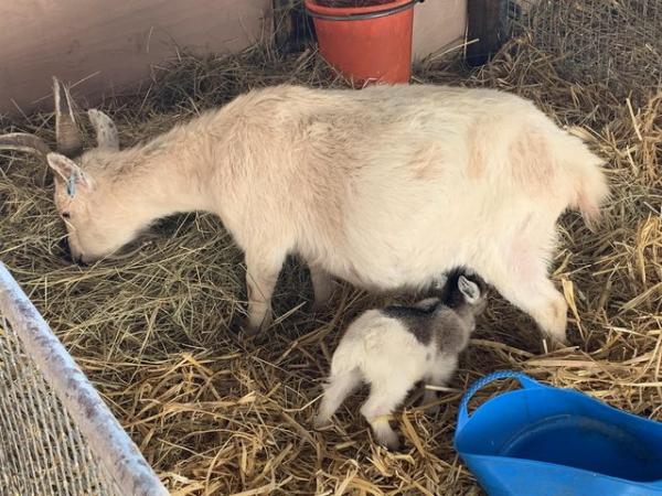 Image 1 of Pygmy Goat nannies withkids for sale from health tested herd