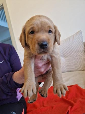 Image 9 of KC registered Fox Red Labrador puppies