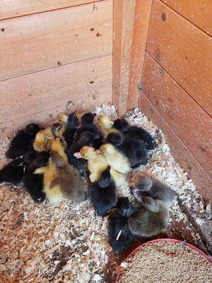 Image 3 of Newly Hatched Ducklings for sale.