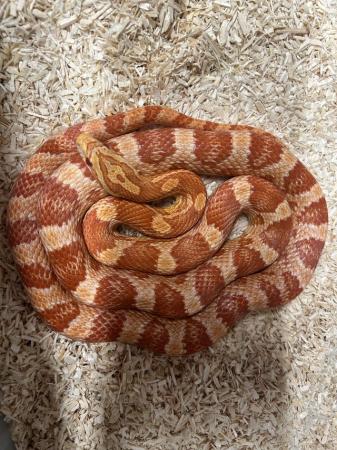 Image 1 of Various snakes corns pythons rat snakes