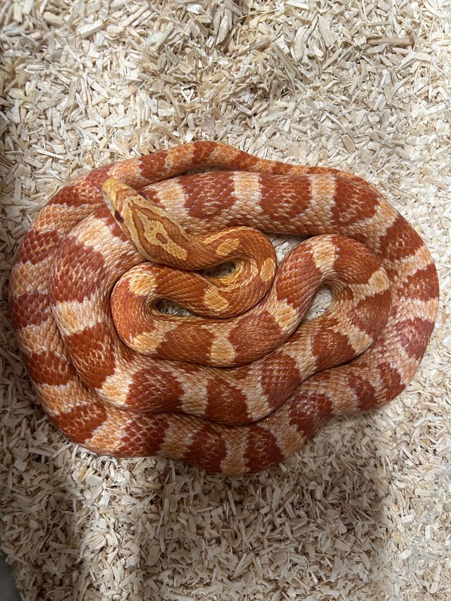 Preview of the first image of Various snakes corns pythons rat snakes.
