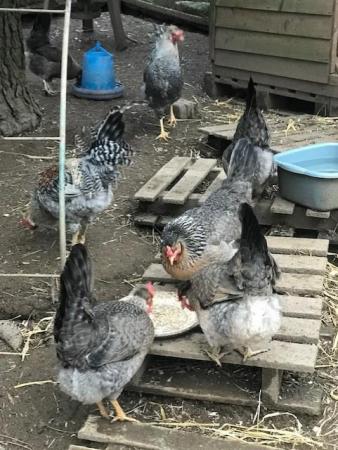 Image 3 of Cream Legbar Chicken (Large Fowl) Hatching Eggs x6 Blue eggs