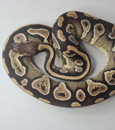 Image 5 of Royal /ball pythons available and male and female boas