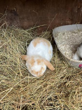 Image 10 of Baby Mini Lop bunnies for new homes