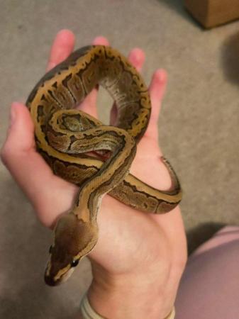 Image 12 of CB23 Various Royal Pythons for sale