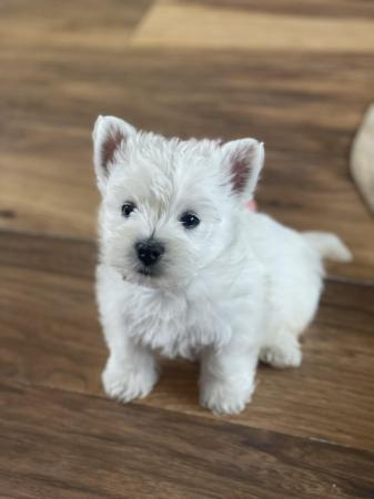 Image 6 of Ready NOW West highland white terrier KC reg