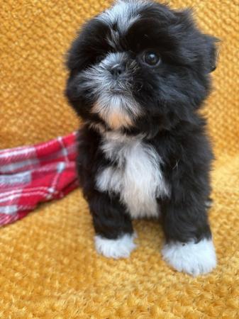Image 6 of ABSOLUTELY ADORABLE SHIHTZU PUPPIES