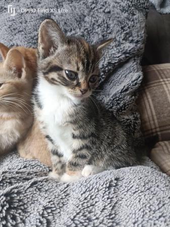 Image 1 of Beautiful kittens looking for their forever home