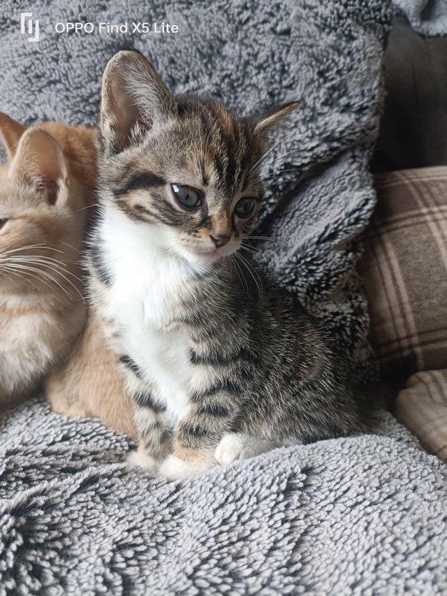 Preview of the first image of Beautiful kittens looking for their forever home.