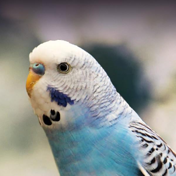 Preview of the first image of MALE BUDGIE WANTED FOR CARE HOME.