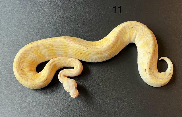 Image 8 of Ball/ Royal  python hatchlings