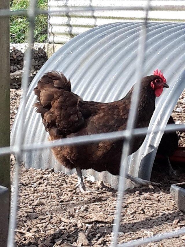 Preview of the first image of Jersey Giant pullets (females).