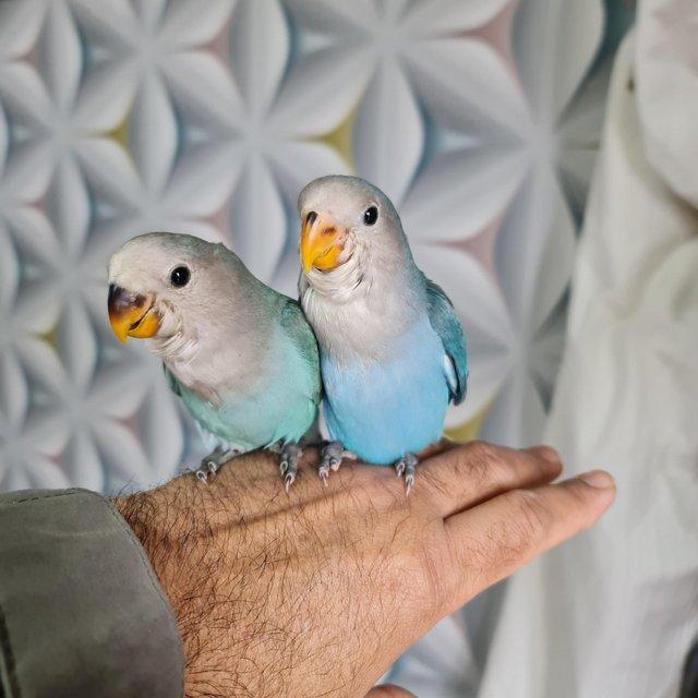 Preview of the first image of Hand reared Hand tame baby lovebirds.