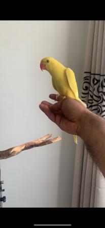 Image 7 of Hand tamed Lutino Indian ringneck