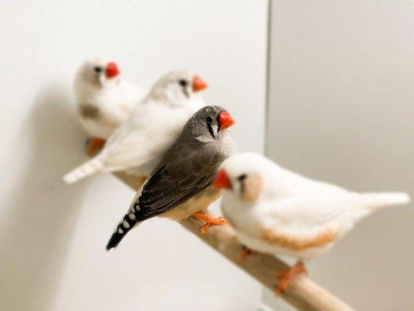 Image 3 of Zebra Finches For Sale Scunthorpe