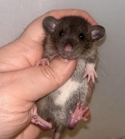 Image 3 of Baby Dumbo Rats both genders available
