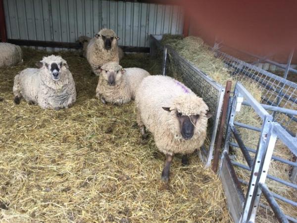 Image 2 of Pure bred Dorsetdown shearling rams