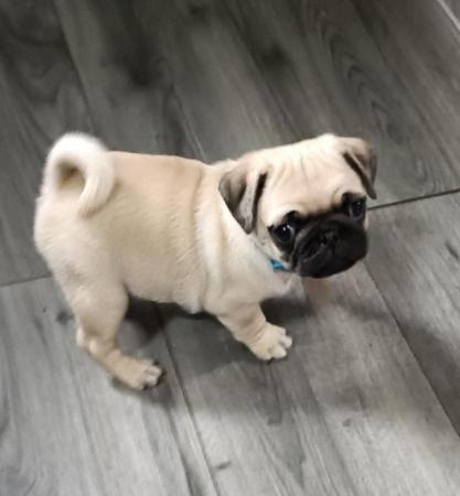 Image 16 of Last boy remaining * Pug puppy ready to leave now