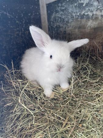 Image 4 of Lops for sale 1 year ,4 months,3 months and 2 months.