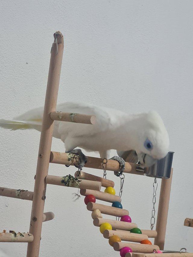 Preview of the first image of 7 month old female cockatoo.