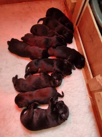 Image 3 of Kc reg black labrador retriever puppies
