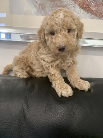 Image 4 of Stunning Maltipoo Puppies for sale