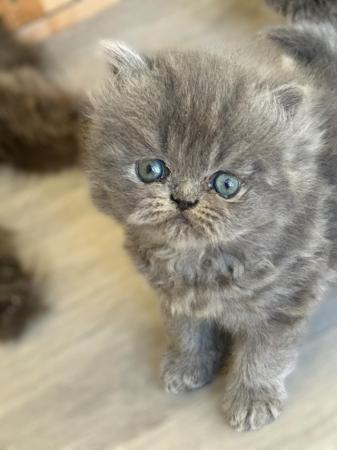 Image 8 of Full Pedigree Blue Persian Kittens