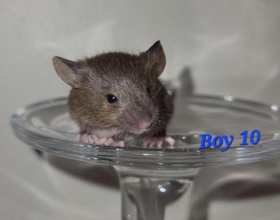 Image 26 of Beautiful friendly Baby mice - girls and boys.