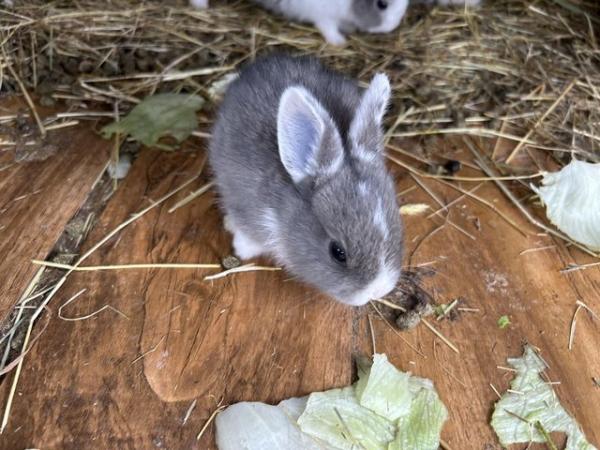 Image 2 of 6 baby rabbits ready to leave on the 24th June