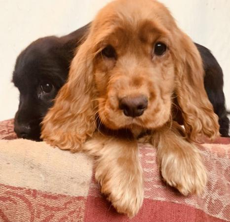 Image 11 of Quality Cocker Spaniel PuppiesReady Now