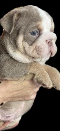 Image 10 of Beautiful English Bulldog Puppies