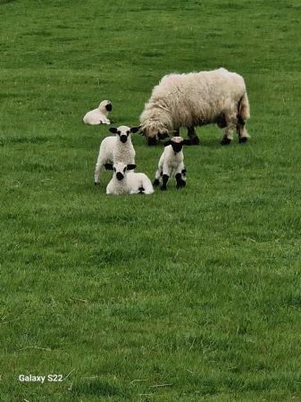 Image 3 of Valais blacknose cross lambs