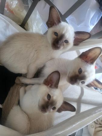 Image 4 of GCCF registered chocolate siamese kittens