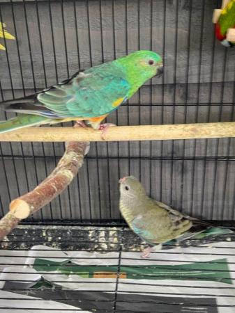 Image 5 of Red rump parakeets now available pairs and males