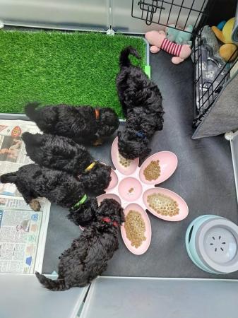 Image 9 of Toy Poodle Puppies for Sale