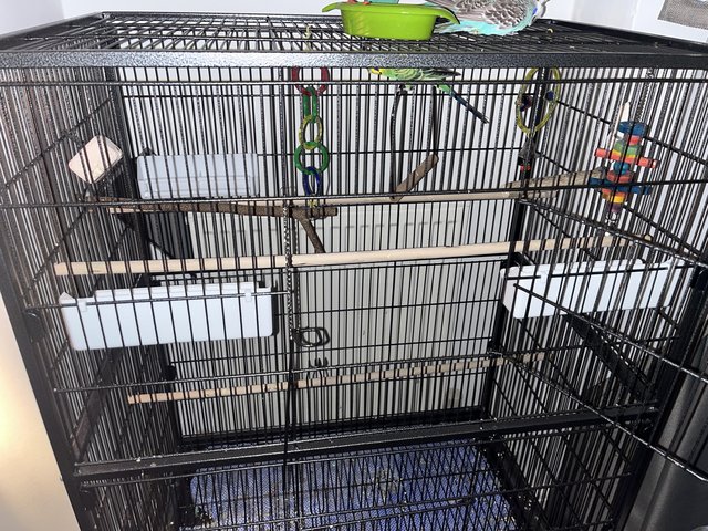 Budgies with cage for sale discount