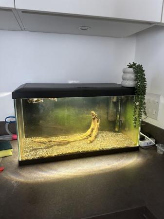 Image 4 of Puffer fish and fish tank