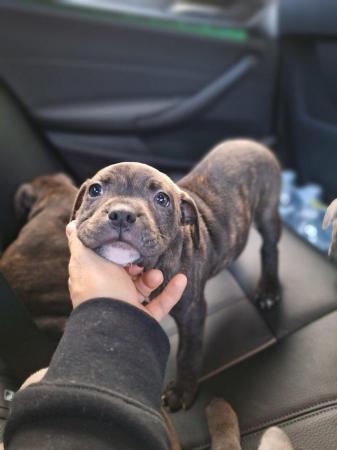 Image 10 of Gorgeous microchiped and vaccined pups staffie All SOLD